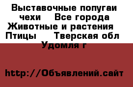 Выставочные попугаи чехи  - Все города Животные и растения » Птицы   . Тверская обл.,Удомля г.